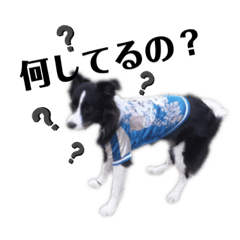 [LINEスタンプ] 坂さんちのワンコたち