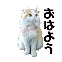 [LINEスタンプ] スコニャのいちにち