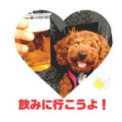 [LINEスタンプ] Toy Poodle MoMo Happy Days♪