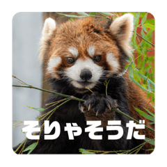 [LINEスタンプ] レッサーパンダず