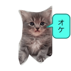 [LINEスタンプ] ティンバちゃん