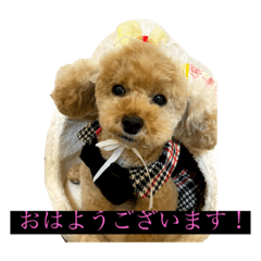 [LINEスタンプ] パニックプードルパニちゃん第二段