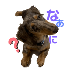 [LINEスタンプ] ミニチュアダックスのリュカ