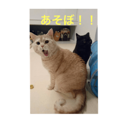 [LINEスタンプ] だいずとあずきのねこねこすたんぷ2
