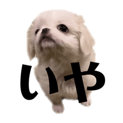 [LINEスタンプ] ペキチワのミーティ2