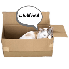[LINEスタンプ] 町ねこチロと飼いねこコトのスタンプ