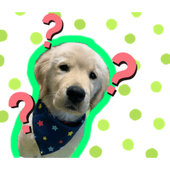 [LINEスタンプ] ゴールデンレトリバー （ベル）