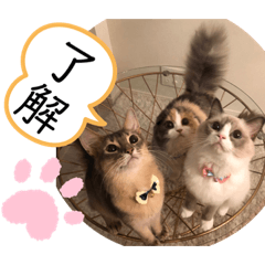 [LINEスタンプ] ✨ハワイ三兄弟✨マハロ⭐︎アロハ⭐︎ロコ