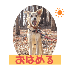 [LINEスタンプ] 【保護犬める】ワンだふるスタンプ♡