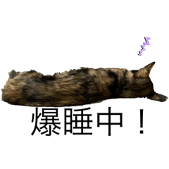 [LINEスタンプ] ウチのねこども