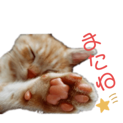 [LINEスタンプ] ねこあつめ。