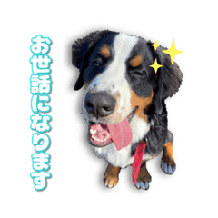 [LINEスタンプ] みんな大好きレオくん