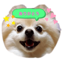 [LINEスタンプ] 動物スタンプ ポメラニアンれん
