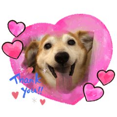 [LINEスタンプ] シバックスの心