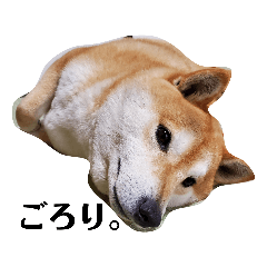 [LINEスタンプ] 柴犬 うちの佑くん。②