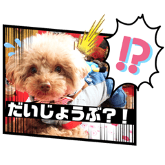 [LINEスタンプ] 【シュシュ看板犬】MOKA