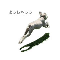 [LINEスタンプ] 白シュナの日常part3