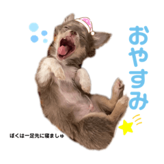 [LINEスタンプ] 幸丸君スタンプ