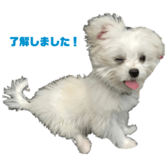 [LINEスタンプ] かりん_20210130223049