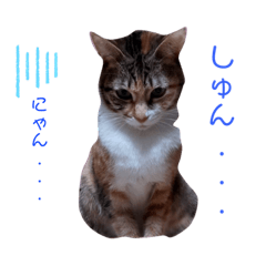 [LINEスタンプ] わがやのねこかぞく2