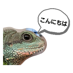 [LINEスタンプ] ウォータードラゴンのティラ1