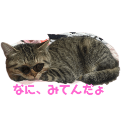 [LINEスタンプ] にゃーこのスタンプ⭐️