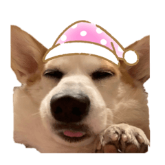 [LINEスタンプ] リアルなコーギースタンプ②
