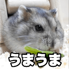 [LINEスタンプ] 「絹毛のハム」スタンプ