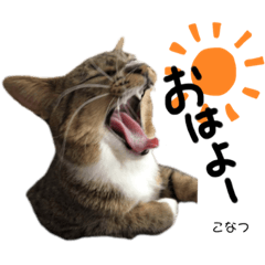 [LINEスタンプ] Dep 里親様スタンプ 猫ver ①