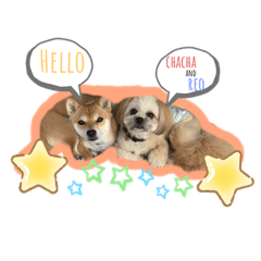 [LINEスタンプ] ChaCha＆Reo