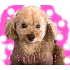 [LINEスタンプ] パニックプードルパニちゃん第三段