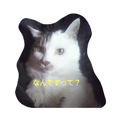 [LINEスタンプ] ウチのねこ様たち