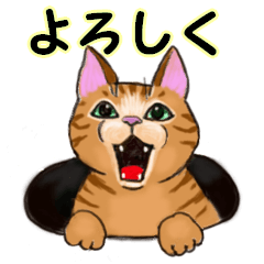 [LINEスタンプ] 猫の日常で使える可愛いしぐさスタンプ