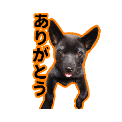 [LINEスタンプ] まっくろ甲斐犬のスタンプ
