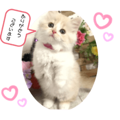 [LINEスタンプ] マンチカン日常会話(パピーランドシェリエ)