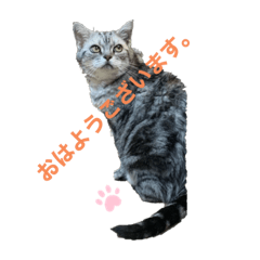 [LINEスタンプ] 眠り猫 ニャタリーからあなたへ❤️