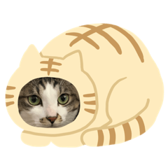 [LINEスタンプ] きなこにゃ