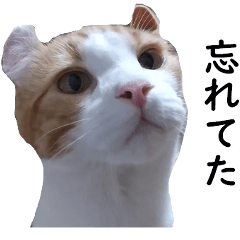 [LINEスタンプ] 汎用性ばつぐん！とわちゃんとふうまん5