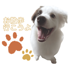 [LINEスタンプ] ボーダーコリーのタオくんスタンプ