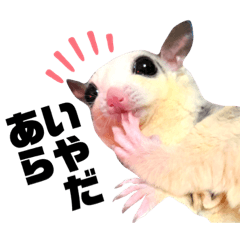 [LINEスタンプ] 大阪弁 フクロモモンガうねちゃん