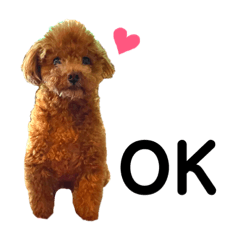 [LINEスタンプ] トイプードル ライ君