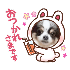 [LINEスタンプ] でかちわわのちゃがどんスタンプ1