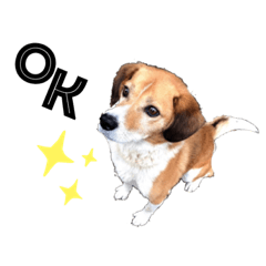[LINEスタンプ] ごんた_002 jp.