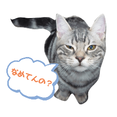 [LINEスタンプ] アメリカンショートヘアー7,10