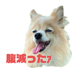 [LINEスタンプ] ちゃっぴーの気持ち！