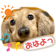 [LINEスタンプ] けんちゃんのキモチ