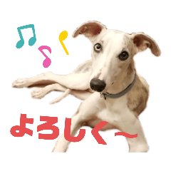 [LINEスタンプ] オッドアイのウィペット ルドルフくんpart2