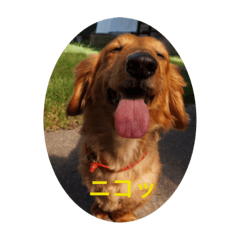 [LINEスタンプ] 愛犬ネオくん