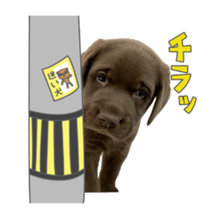 [LINEスタンプ] 茶らぶのスタンプ