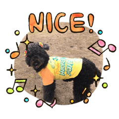 [LINEスタンプ] スタンダードプードルのラム